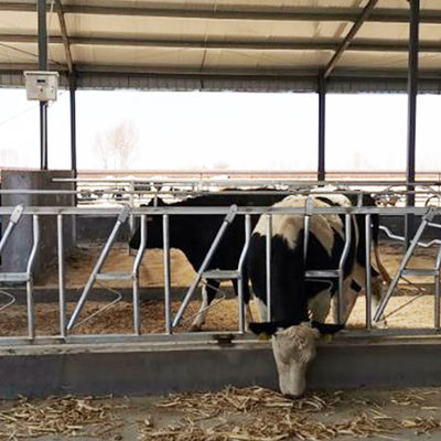замок коровы 0.4m/Cow главный