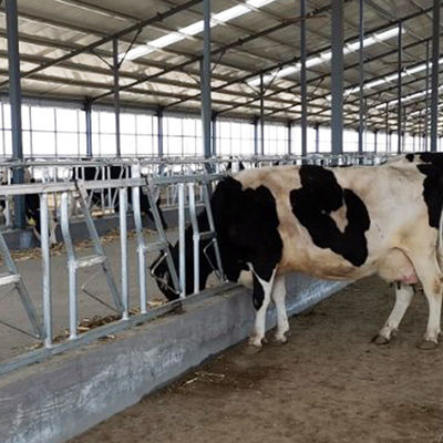замок коровы 0.4m/Cow главный