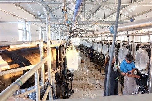 Шевронный салон SS304 доя оборудование молочной коровы систем